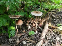 Plooirokje sl [Parasola plicatilis sl]